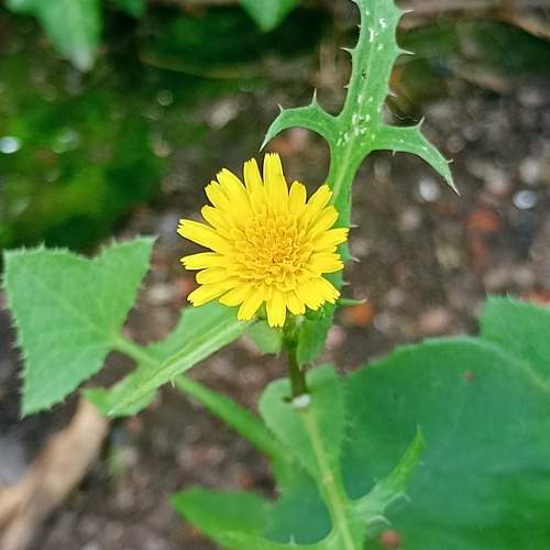 Photo #10307236