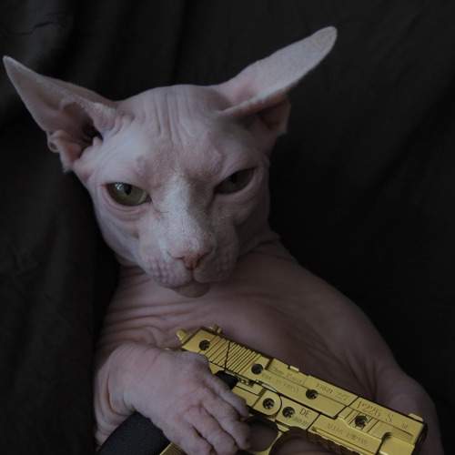 Кот с золотым пистолетом