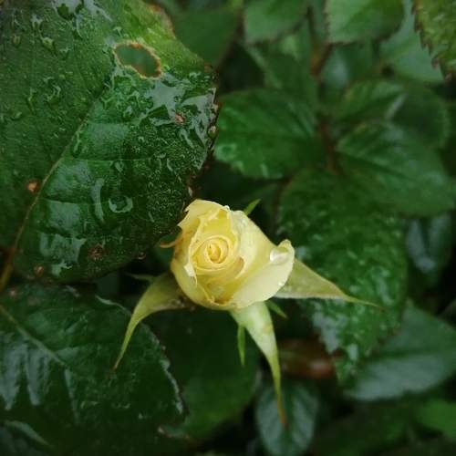 Photo #10309234