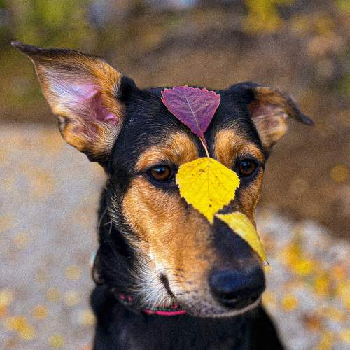 Photo #10309326