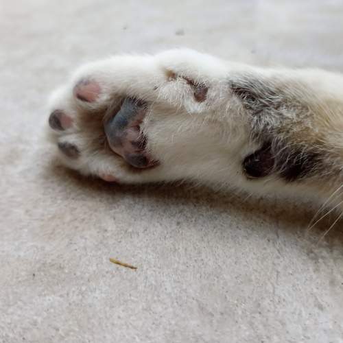 Photo #10309668