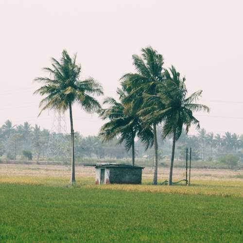 Photo #10310178