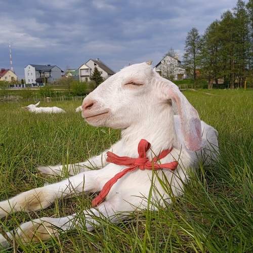 Photo #10310619