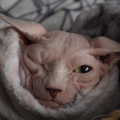Photo #10311644