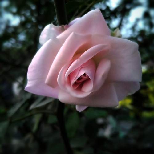 Photo #10311993