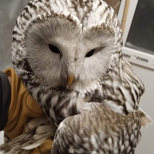 Photo #10313288