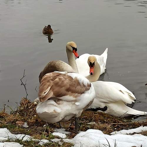 Photo #10313705