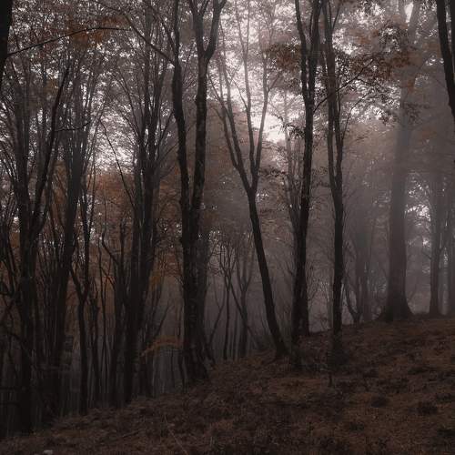 Photo #10315111