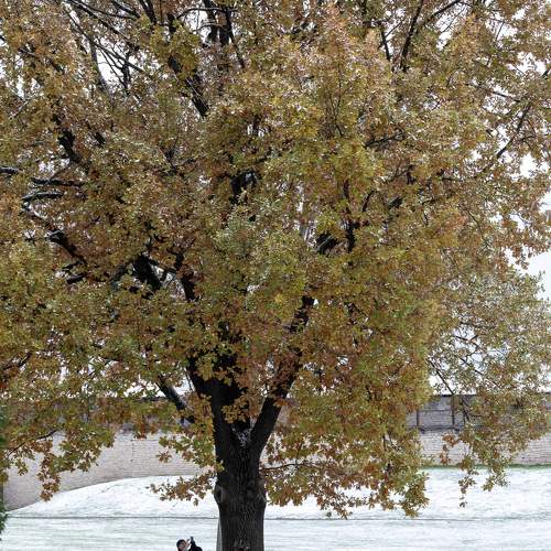 Photo #10316665