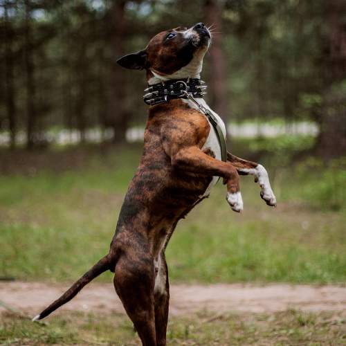 Photo #10317093
