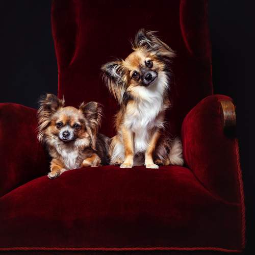 Photo #10317544