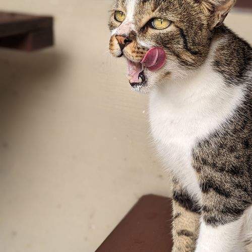 Photo #10317966