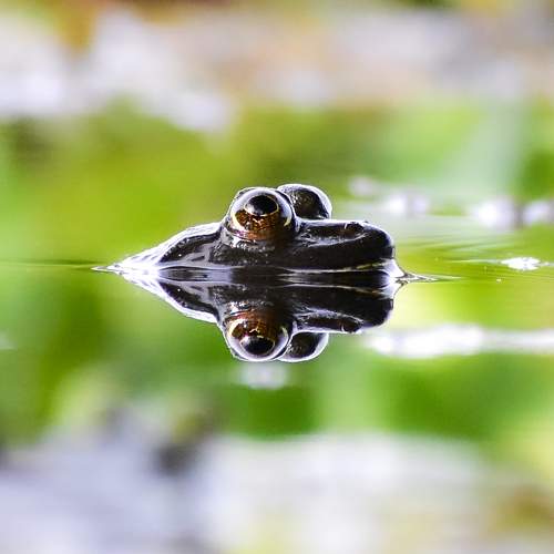Euphlyctis hexadactylus  on the water