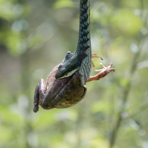 Dendrelaphis bifrenalis preys on Polypedates maculatus”.