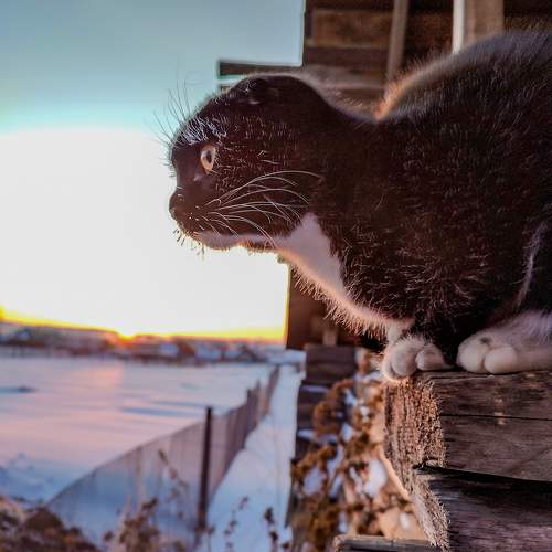 Photo #10318311