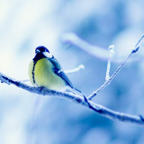Photo #10319783
