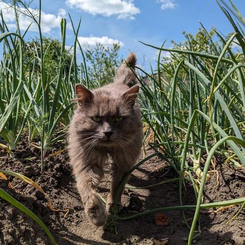 Photo #10320003