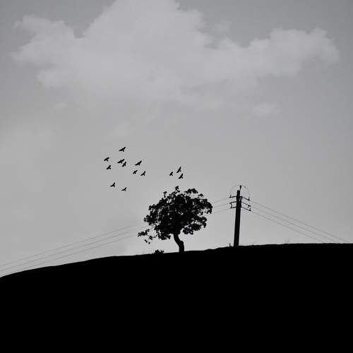 Photo #10320447