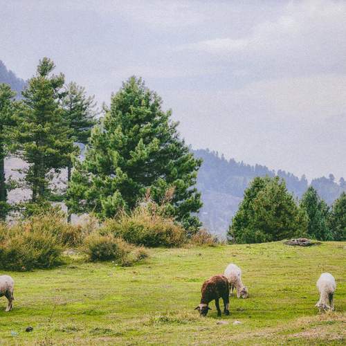 Busy sheep in busy world.