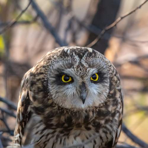 Photo #10322291