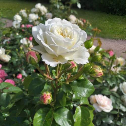Photo #10323080