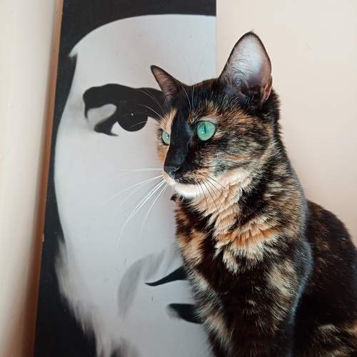 Photo #10323771