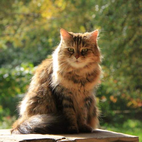 Photo #10325292