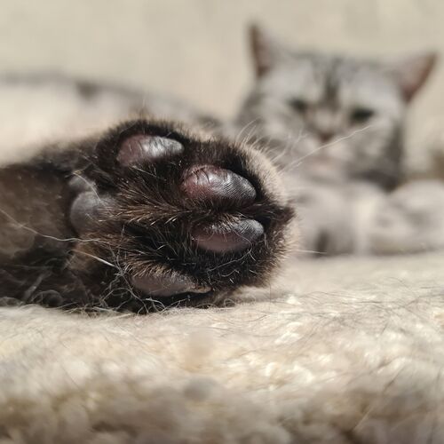 Photo #10325849