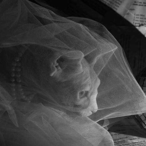 Photo #10326998