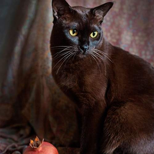 Photo #10328692