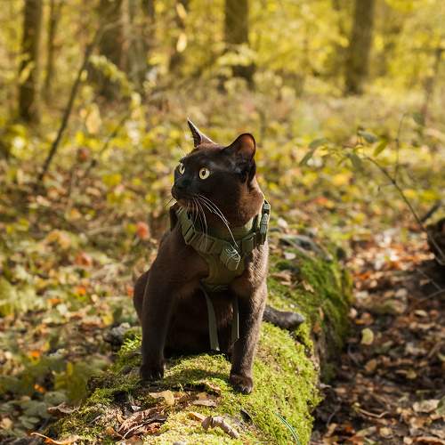 Photo #10329033