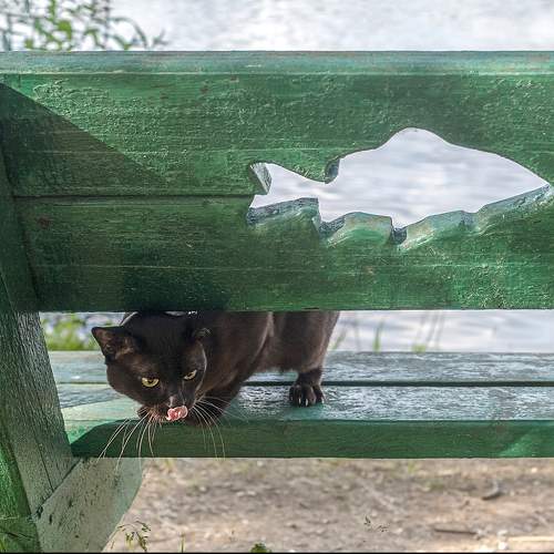 Photo #10329057