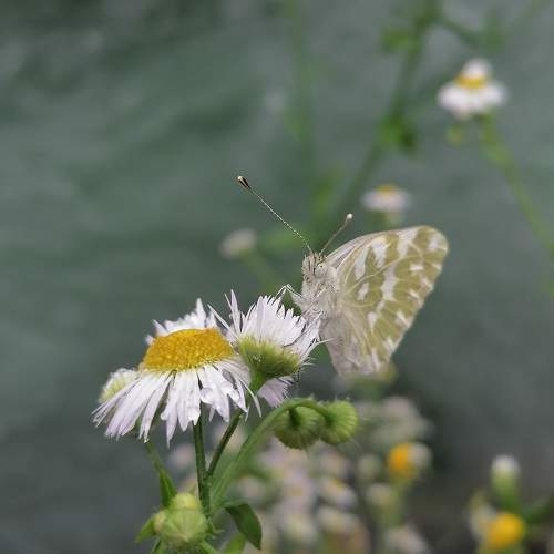Photo #10329643