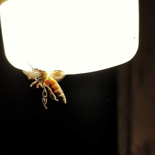 Photo #10330138