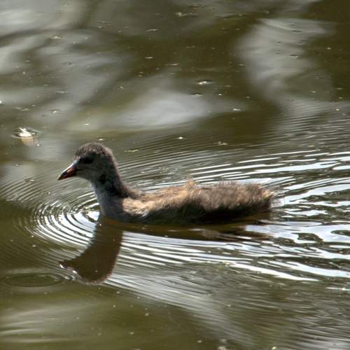 Photo #10330820