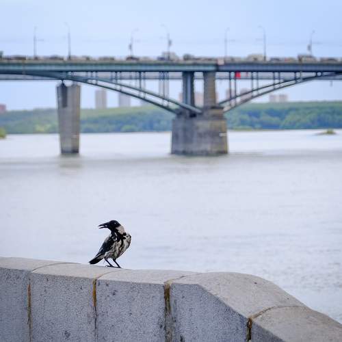 Photo #10331272
