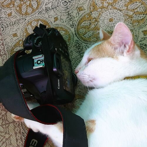Photo #10332588
