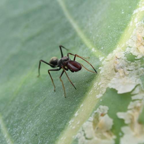 Ant mimicking spider