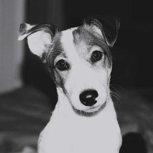 Photo #10333621