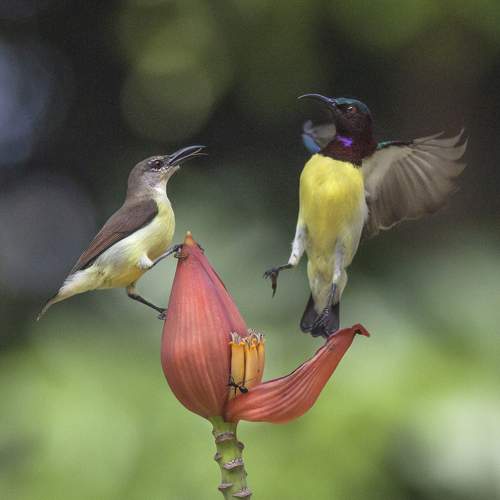 Momo Chityay Nrite Nityay