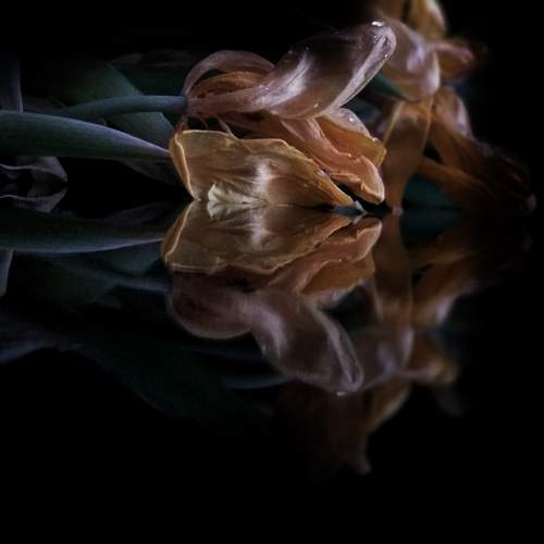Photo #10334083
