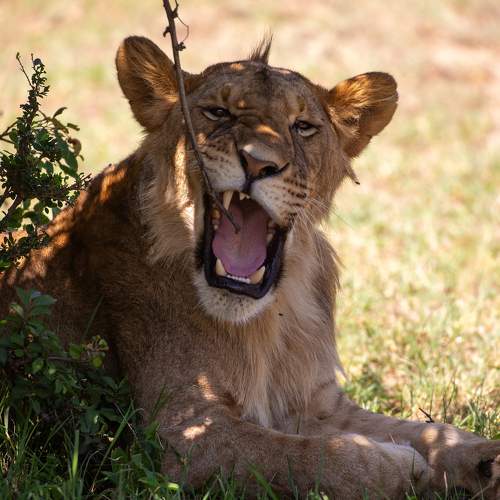 Photo #10334377