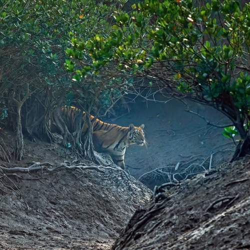 Baro Maa's Passage: Grace Amidst the Sundarbans