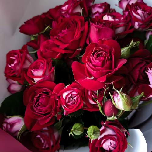 Photo #10335485