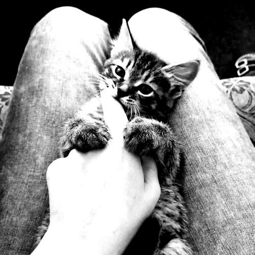 Photo #10336225