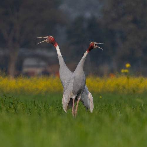 Sarus Cranes