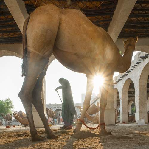 Desert Symphony: Tales of Trust and Tranquility