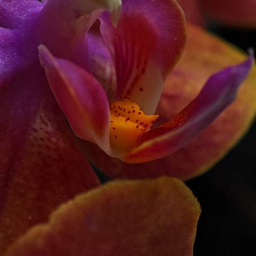 Photo #10337754