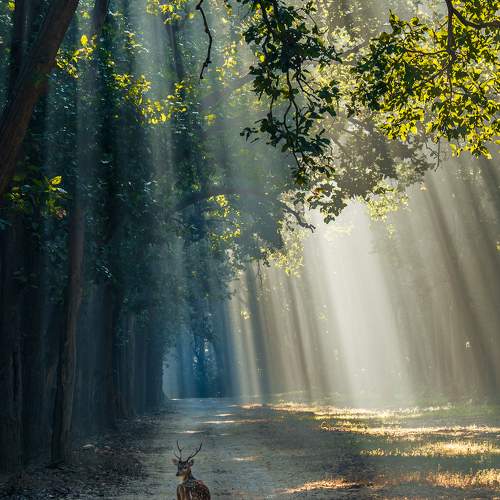 Pilgrimage of Wildlife