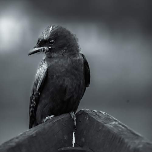 Monochrome Melancholy: The Drongo's Elegance